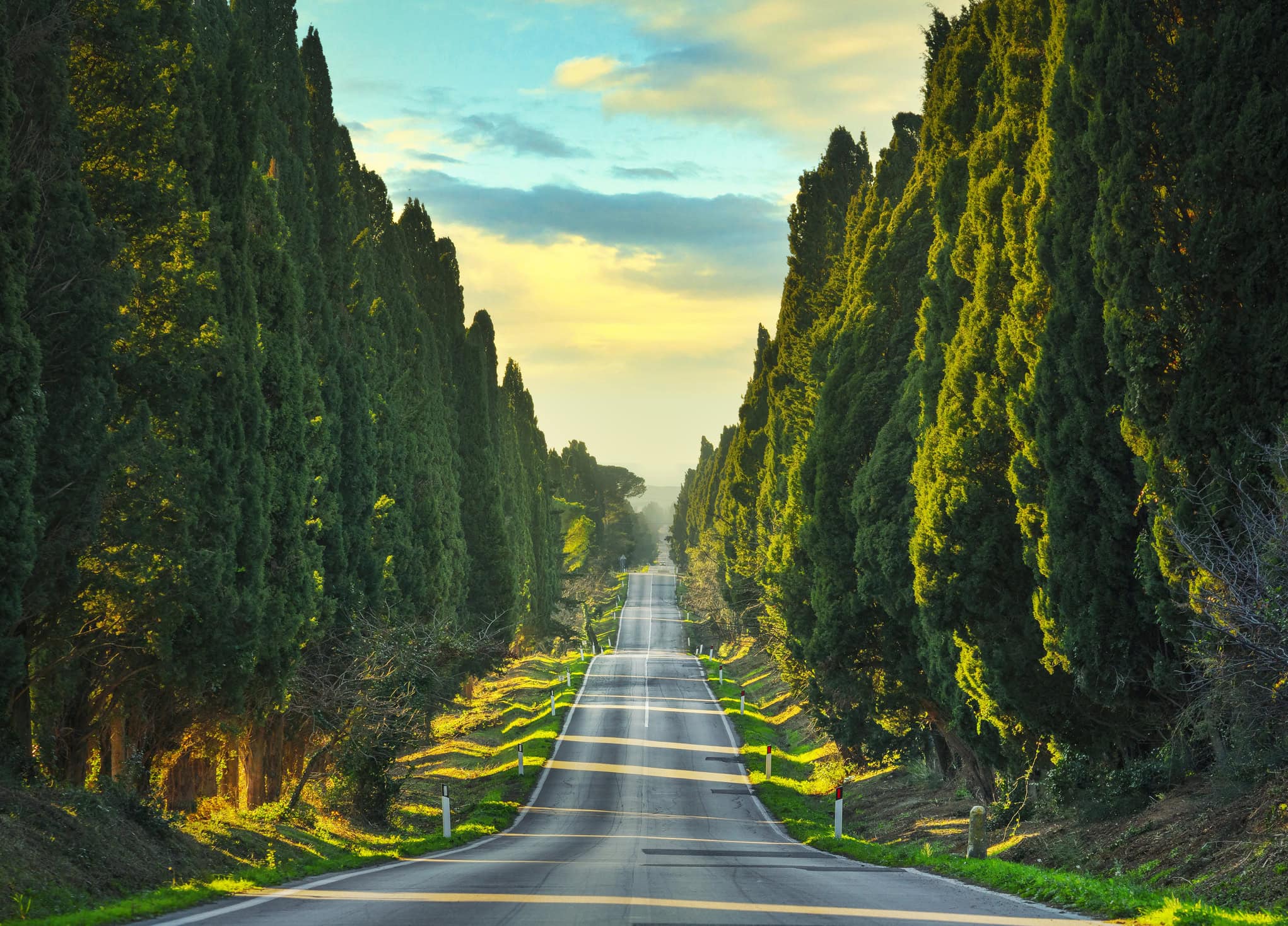 Bolgheri, famoso viale con cipressi al bordo della strada tipico paesaggio della Maremma.