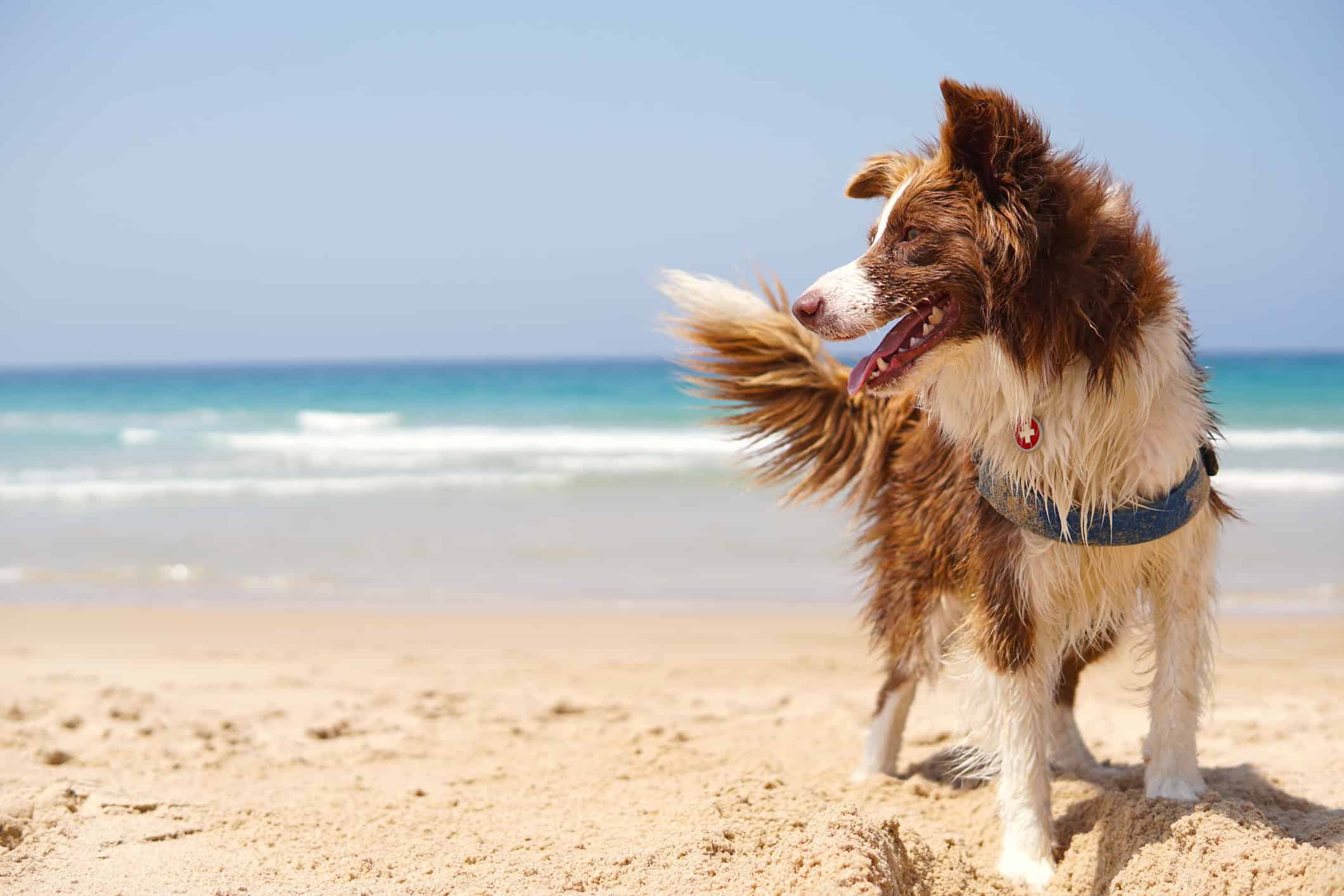 Cane bagnato sulla spiaggia, con lo sguardo verso il mare e onde sullo sfondo.
